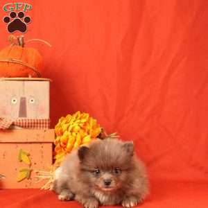 Ishmeal, Pomeranian Puppy
